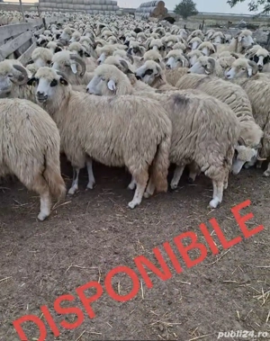 Vând  oi  tinere   - imagine 3