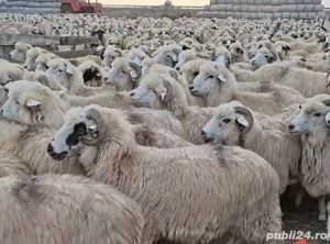 Vând  oi  tinere  