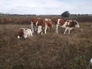 De vânzare juninci bălțată românească  - imagine 2