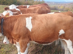 De vânzare juninci bălțată românească  - imagine 4