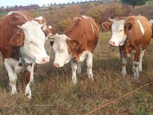 De vânzare juninci bălțată românească  - imagine 5