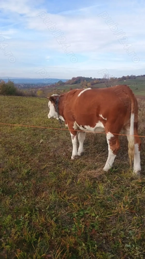 De vânzare juninci bălțată românească  - imagine 3