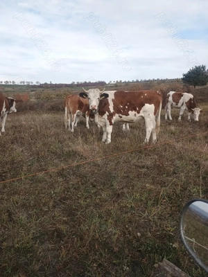 De vânzare juninci bălțată românească 