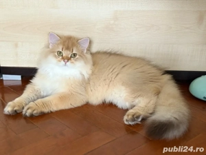 British longhair Mascul