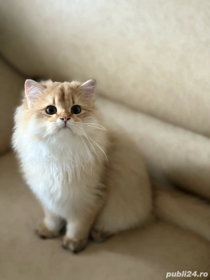 British longhair Mascul - imagine 3