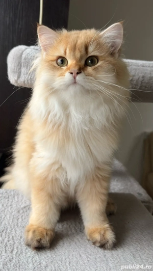 British longhair Mascul 