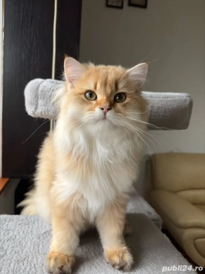 British longhair Mascul  - imagine 3