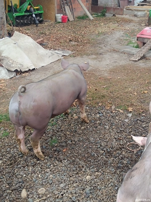 vierus pt reproducție  - imagine 5