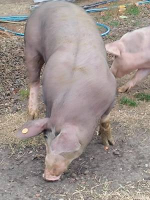 vierus pt reproducție  - imagine 2