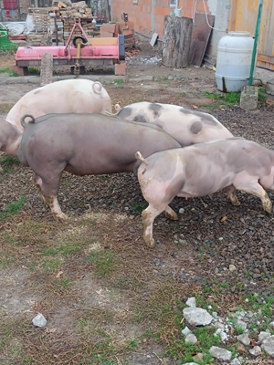 vierus pt reproducție  - imagine 3