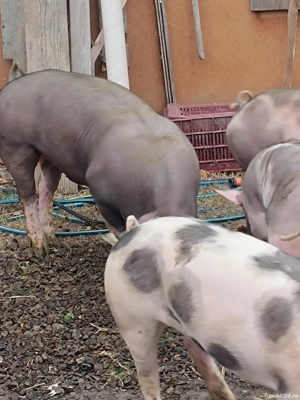 vierus pt reproducție 