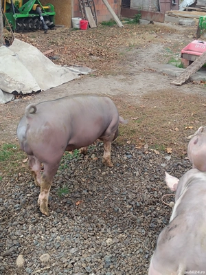 vierus pt reproducție  - imagine 4