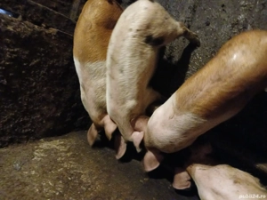 de vanzare purcei de 18 săptămâni 