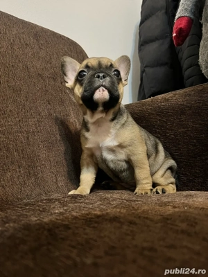 Vand Bulldog francez  - imagine 3