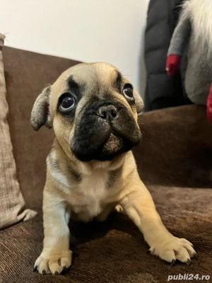 Vand Bulldog francez  - imagine 2