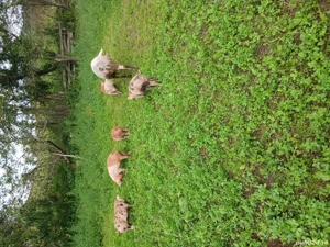 de vanzare purcei de 18 săptămâni  - imagine 2