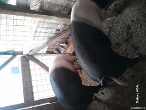 vand porci - imagine 2