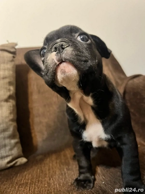 Vand Bulldog francez  - imagine 3