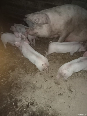 pircei de vînzare  - imagine 2