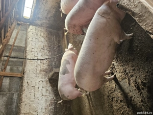 porc de vanzare 
