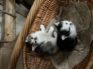 Gratuit pisici unul are blănița ca british tabby  - imagine 4