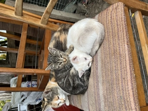 Gratuit pisici unul are blănița ca british tabby  - imagine 3