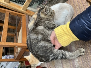 Gratuit pisici unul are blănița ca british tabby  - imagine 2