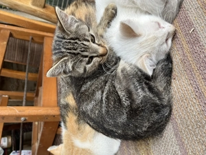 Gratuit pisici unul are blănița ca british tabby 