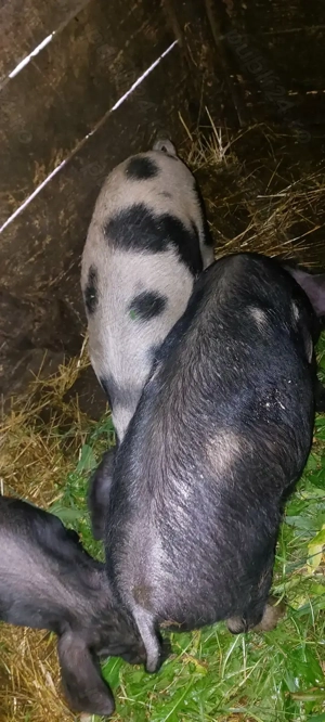 Vând 3 godini metis BAZNA  - imagine 4