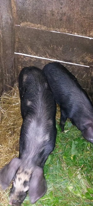 Vând 3 godini metis BAZNA  - imagine 5