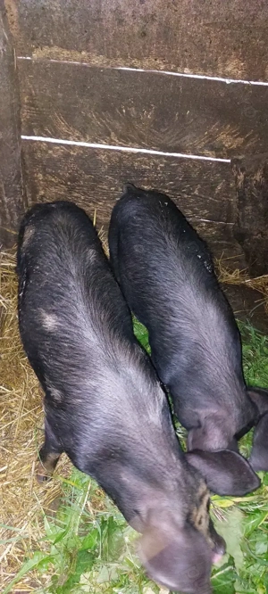 Vând 3 godini metis BAZNA la 20-25 kg 