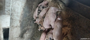 Purcei de 8saptamani  - imagine 2