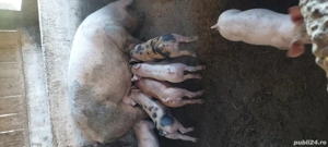 Purcei de 8saptamani  - imagine 5