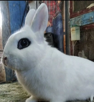 Vand mascul de iepure Hotot