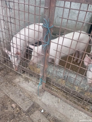 purcei de vânzarea au 2 luni 