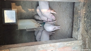 porci sacrificat landras pur - imagine 2