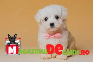 Bichon Maltese Alb curat cu Factura,Microcip,Inregistrare,Carnet,Vaccinari-Livrare la Iasi - imagine 3