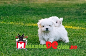 Bichon Maltese Alb curat cu Factura,Microcip,Inregistrare,Carnet,Vaccinari-Livrare la Iasi - imagine 4