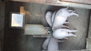 porci sacrificat landras pur - imagine 3