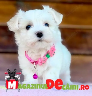 Bichon Maltese Alb curat cu Factura,Microcip,Inregistrare,Carnet,Vaccinari-Livrare la Iasi