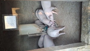 porci sacrificat landras pur - imagine 4