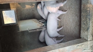 porci sacrificat landras pur