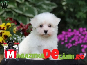 Bichon Maltese Alb curat cu Factura,Microcip,Inregistrare,Carnet,Vaccinari-Livrare la Iasi - imagine 2