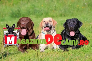 HRANA GRATUITA- Labrador de vanzare cu Factura,Microcip,Carnet,Garantie- Transport la Iasi - imagine 4