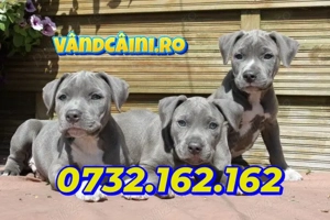 Amstaff Gri Blue de vanzare cu Factura,Microcip,Inregistrare,Garantie,Carnet,Vaccin-Livrare la Iasi