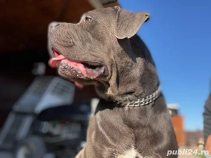 catei cane corso blue 