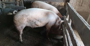 Vand porci marele alb 14 lei kg - imagine 2