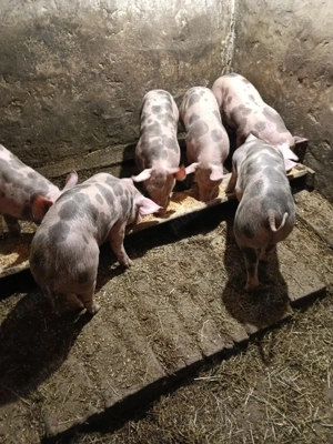 Vând purcei Petrean. - imagine 2