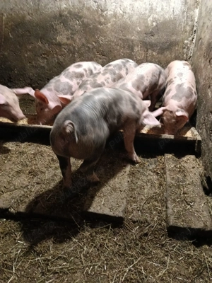 Vând purcei Petrean. - imagine 3