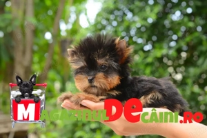 HRANA GRATUITA- Yorkshire Terrier Toy de vanzare cu Factura,Garantie,Microcip,Carnet,Livrare la Iasi - imagine 2